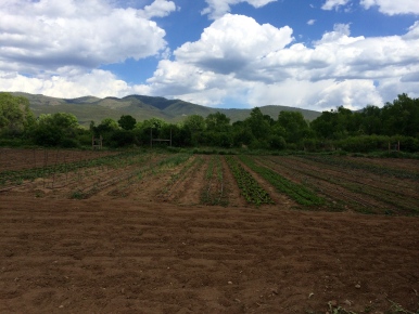 Fields of crops at Red Willow Farm. Photo by Elizabeth Hoover