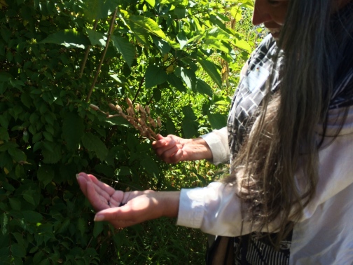 Judy holding a camas seed pod. Photo by Elizabeth Hoover