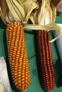 Basque Red Corn. Photo by Elizabeth Hoover