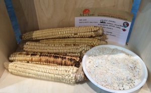 Tuscarora white corn, part of the Ark of Taste. Photo by Elizabeth Hoover