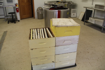 Honey combs inside the honey processing facility. Photo by Angelo Baca